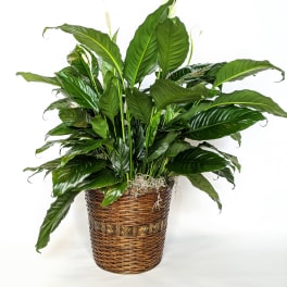 Potted peace lily plant in a woven basket