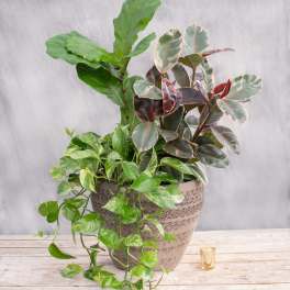 Potted houseplants with variegated and broad green leaves in a decorative planter.