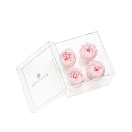 Four pale pink ranunculus in a clear acrylic box