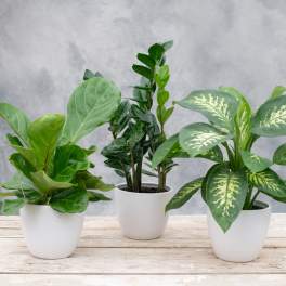 Three potted green houseplants in white pots on a wooden surface