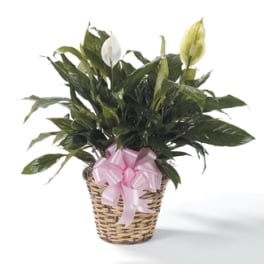 Potted peace lily in a woven basket with a pink bow