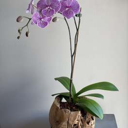 Purple orchid plant in a carved wooden pot