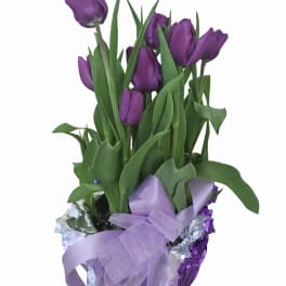 Potted Tulips