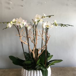 White orchids in a white ribbed planter with dark green leaves