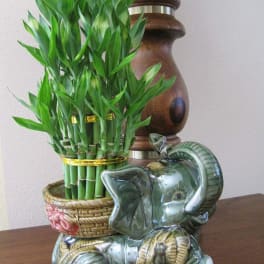 Potted lucky bamboo arrangement beside a ceramic elephant figurine