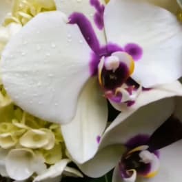 White orchids with purple centers in a floral arrangement