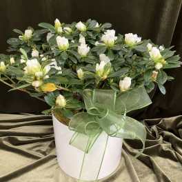 Potted plant with white blooms in a white container accented by a large green ribbon bow