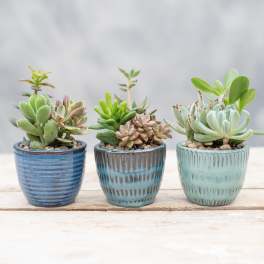 Three small potted succulent arrangements in blue ceramic pots