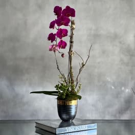 Tall orchid arrangement in a black and gold vase on stacked books