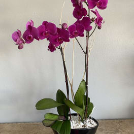 Two magenta orchid stems in a black pot with white stones