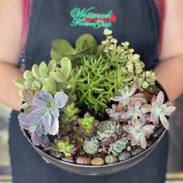 A bowl of assorted succulents with colorful rosette and trailing plants.