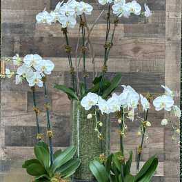 White orchids arranged in glass containers with moss accents