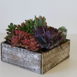 Succulent Box/26