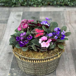 AFRICAN VIOLET BASKET