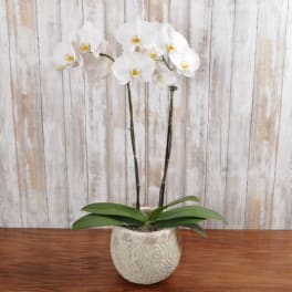 Potted white phalaenopsis orchid with two tall stems in a textured ceramic pot