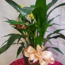 Potted peace lily with yellow orchids and a satin bow in a wicker basket
