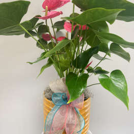 Anthurium Potted Plant
