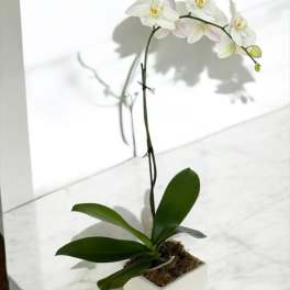 White orchid plant in a square white pot
