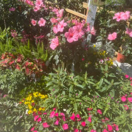 Pink hibiscus flowers in a lush garden bed