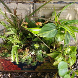 Mixed potted plants and succulents arranged in a wooden crate