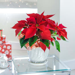 Red Poinsettia Plant