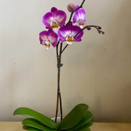 Purple Passion Orchid - Live Plant