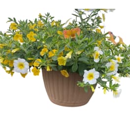 Trailing yellow and white flowering plant in a tan plastic pot