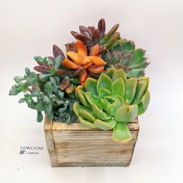 Succulent arrangement in a rustic wooden box