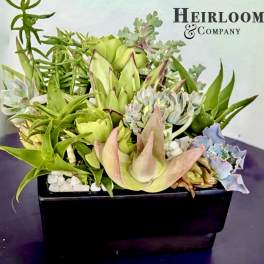 Succulent arrangement in a black rectangular planter with mixed green rosettes
