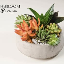 Succulent arrangement in a round concrete planter with white stones