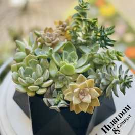 Arrangement of assorted succulents in a black geometric container