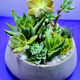 Succulent arrangement in a round ceramic bowl with white stones