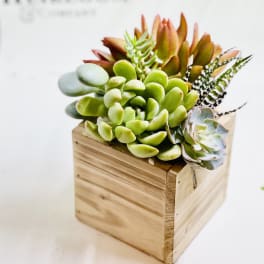 Succulent arrangement in a wooden cube planter