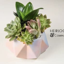 Succulent arrangement in a faceted pink pot