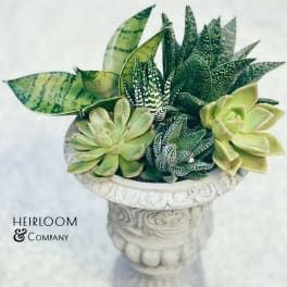 Succulent arrangement in a carved stone pedestal planter