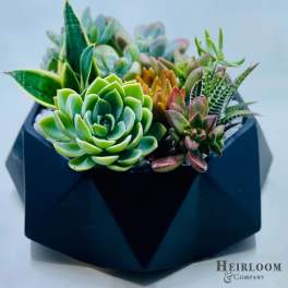 Succulent arrangement in a dark geometric planter