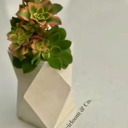 Potted succulent arrangement in a folded white paper wrap