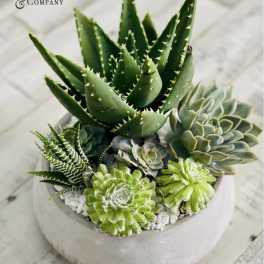 Potted succulent arrangement with assorted green rosettes and spiky aloe-like plants