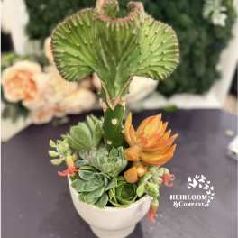 Succulent arrangement in a white pot with a tall green cactus-like stem