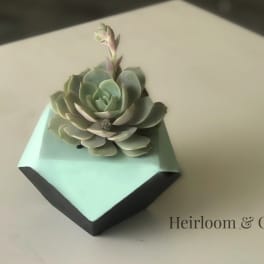 Succulent arrangement on a geometric hexagonal base