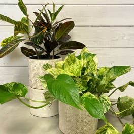 Two potted houseplants with variegated leaves in decorative ceramic pots