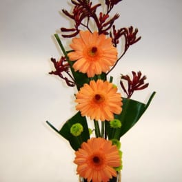 Orange gerbera daisies in a square glass vase with dark red accents