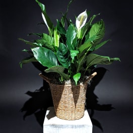 Spathiphyllum