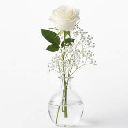 White rose in a clear glass vase with baby's breath