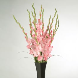 Pink gladiolus arrangement in a black vase