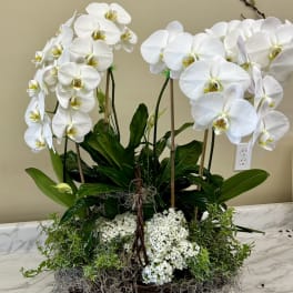 White orchids arranged in a wicker basket with green plants
