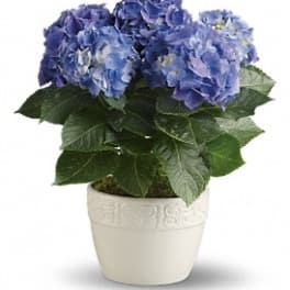 Happy Hydrangea - Blue