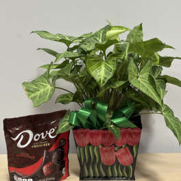 Potted green houseplant with a ribbon beside a bag of dark chocolate candies