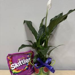 Potted peace lily with a Skittles candy bag and ribbon-tied container