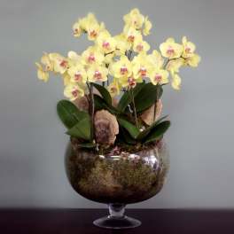 Extravagant Yellow Orchids